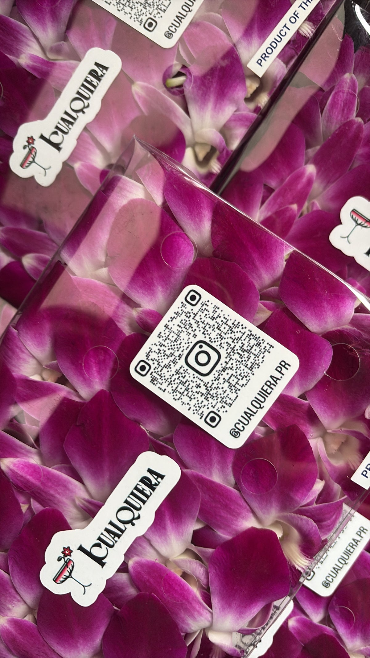 Orquídea Violeta