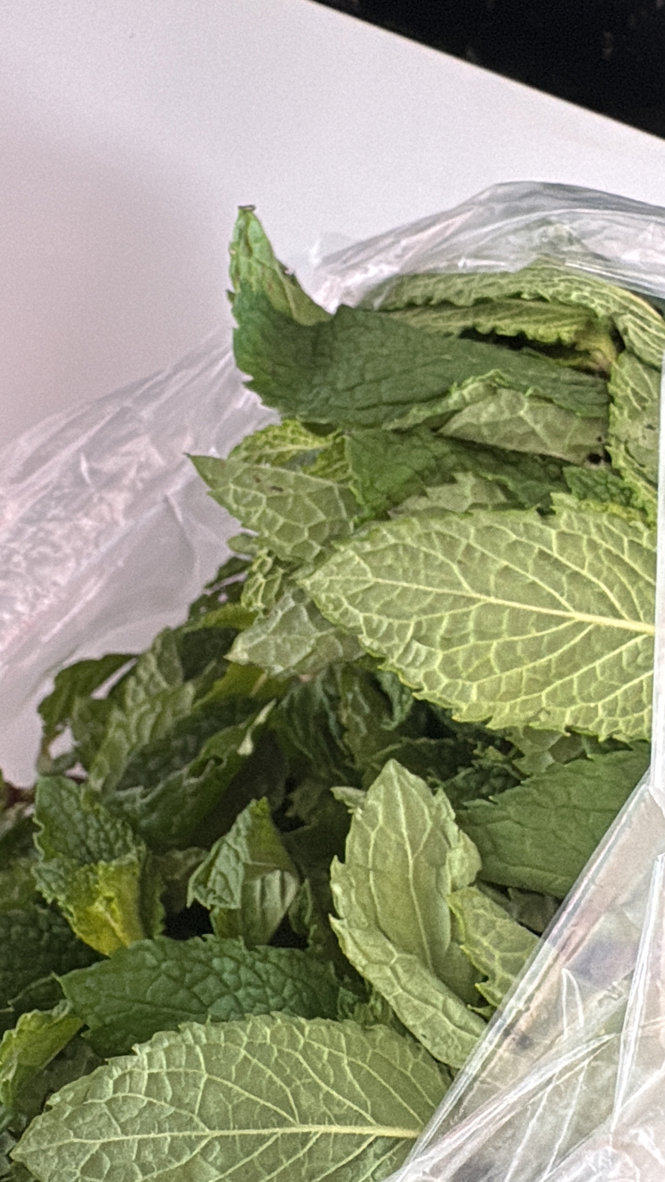 Menta